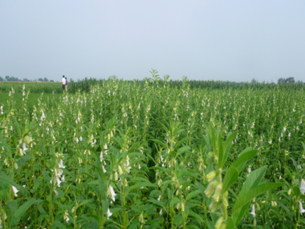 燕庄八斗芝麻种植基地